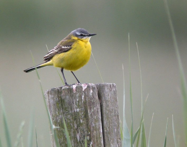 Mle de la race "flava", prairies humides, Frossay (44), 16 mai 2011, photo Franois Sit.