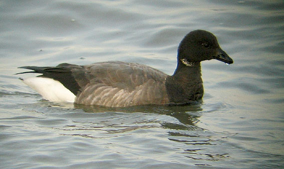 Adulte bernicla, Locqunol (29), janvier 2006. Photo Franois Sit.