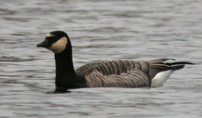 Hybride (Bernache nonnette x  Bernache du Canada), lac du Drennec, Sizun (Finistre), 9 dcembre 2009, photo Franois Sit.