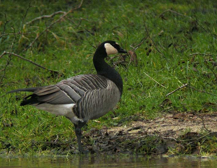 Hybride (Bernache nonnette x  Bernache du Canada), lac du Drennec, Sizun (Finistre), 9 dcembre 2009, photo Franois Sit.