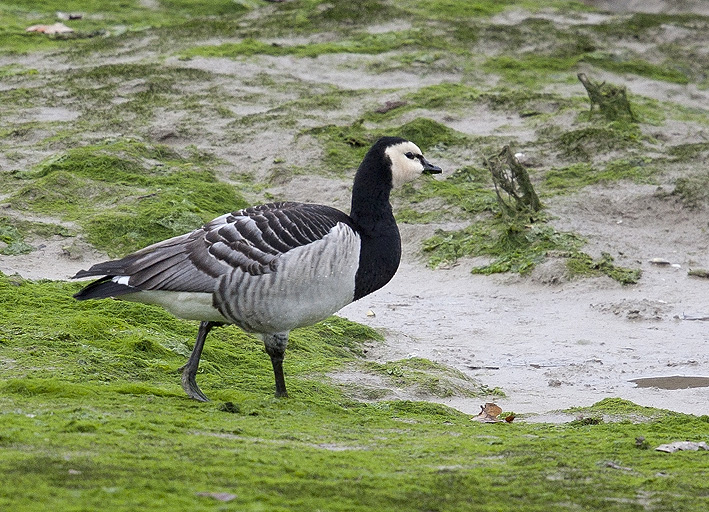 Trois adultes, Estuaire du Douron, Plestin-les-Grves (22), 15 dcembre 2014, Photos : Jean-Michel Lucas.