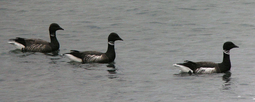 Races bernicla et nigricans, Locqunol (Finistre), 21 dcembre 2008, photo Franois Sit.