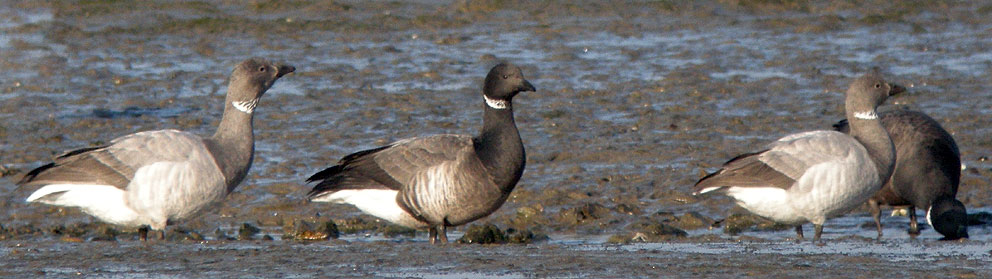 Deux bernaches cravants leuciques parmi des bernicla, embouchure de la Penz, Carantec (Finistre Nord), 28 dcembre 2008, photo Franois Sit.