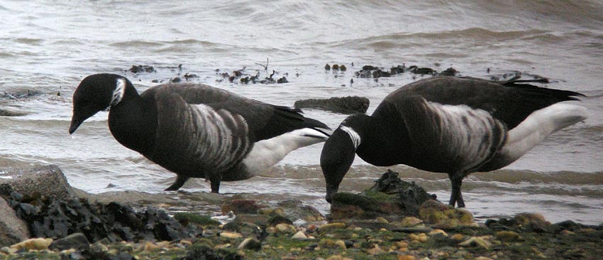 Adultes race nigricans, Locqunol (Finistre Nord), 25 dcembre 2008, photo Franois Sit.