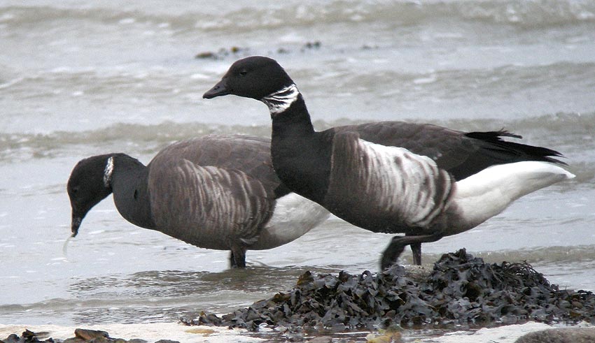 Adultes race bernicla ( gauche) et nigricans ( droite), Locqunol (Finistre Nord), 25 dcembre 2008, photo Franois Sit.