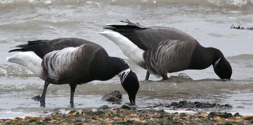 Adultes race nigricans ( gauche) et bernicla ( droite), Locqunol (Finistre Nord), 25 dcembre 2008, photo Franois Sit.