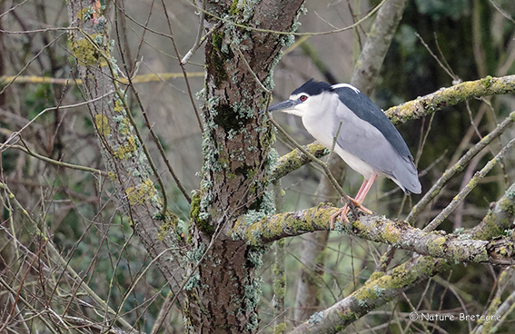 Adulte, Frossay, Loire-Atlantique, le 10 mars 2020, photo : Jean-Michel Lucas.