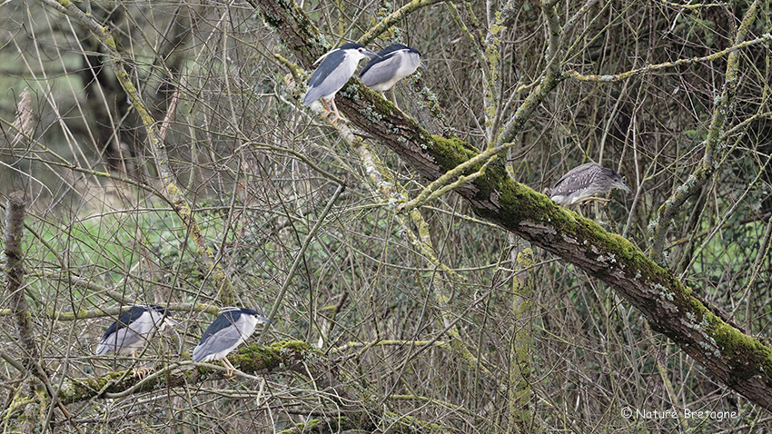 4 adultes et 1 juvnile, Frossay, Loire-Atlantique, le 10 mars 2020, photo : Jean-Michel Lucas