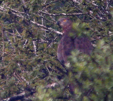 Mle, Prairie de Kergreis, Cragou, Plougonven (Finistre), 14 mai 2008, photo Franois Sit.