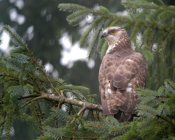 Femelle adulte, Kergreis, Plougonven (Finistre), 21 aot 2012, photo Franois Sit.