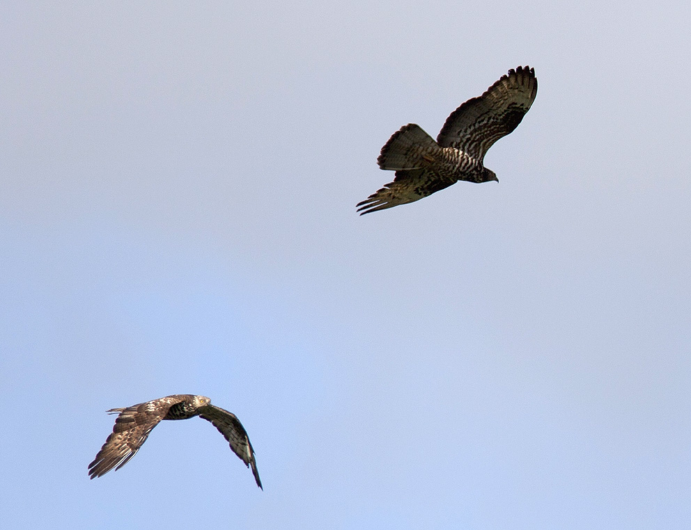 Couple en vol (mle  gauche, femelle  droite), Cragou, Plougonven (Finistre), 3 aot 2013, photo Franois Sit.