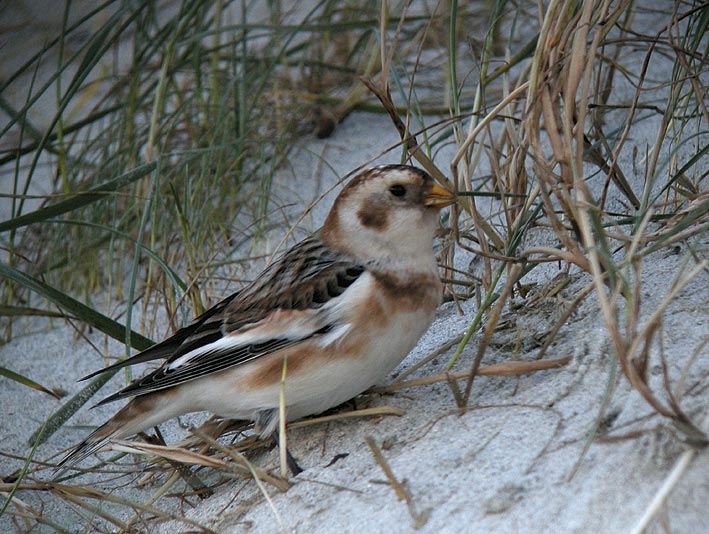 Jeune mle, Port du Curnic, Guissny (Nord-Finistre), 9 dcembre 2010, photo Franois Sit.