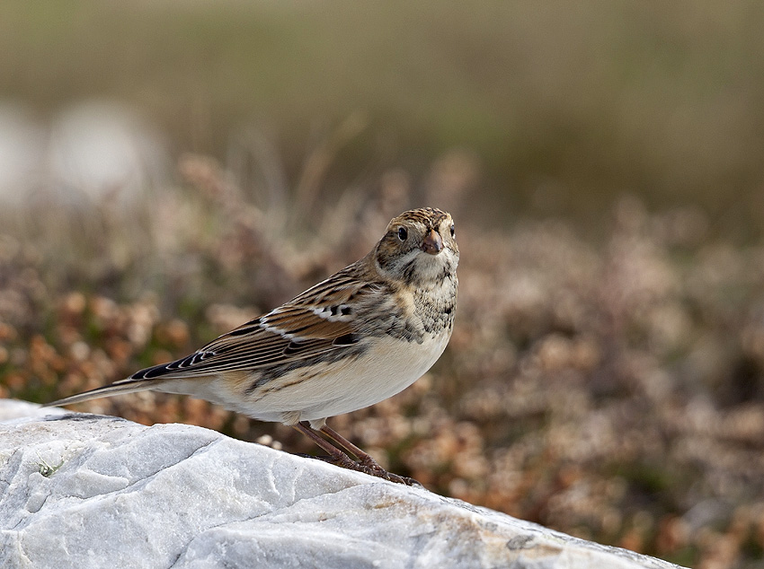 Mle internuptial, Pointe de Pen-Hir, Camaret (Finistre), 3 octobre 2013, photo Franois Sit.