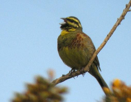 Mle, Dunes de Clder (Finistre Nord), 01 mai 2009, photo Franois Sit.