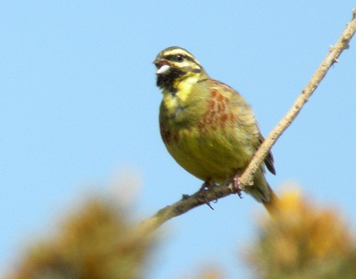 Mle, Dunes de Clder (Finistre Nord), 01 mai 2009, photo Franois Sit.