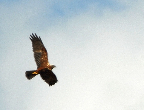 Femelle, landes du Cragou, Berrien-Plougonven (Finistre), 4 mai 2010, photo Franois Sit.