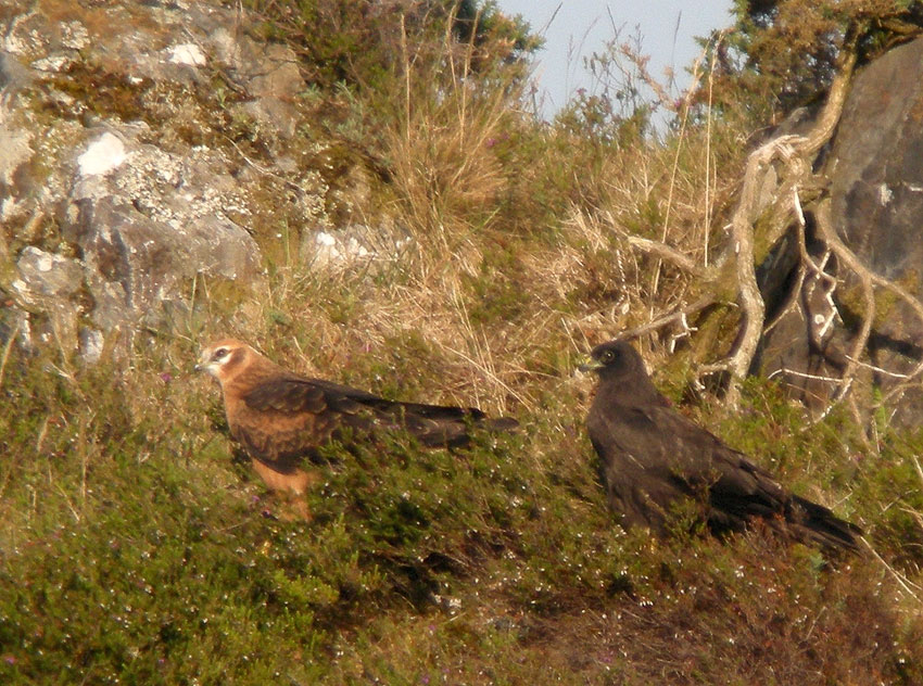 Juvniles (forme "normale" et forme mlanique), Landes du Cragou, Plougonven (Finistre), 14 juillet 2011, photo Franois Sit.