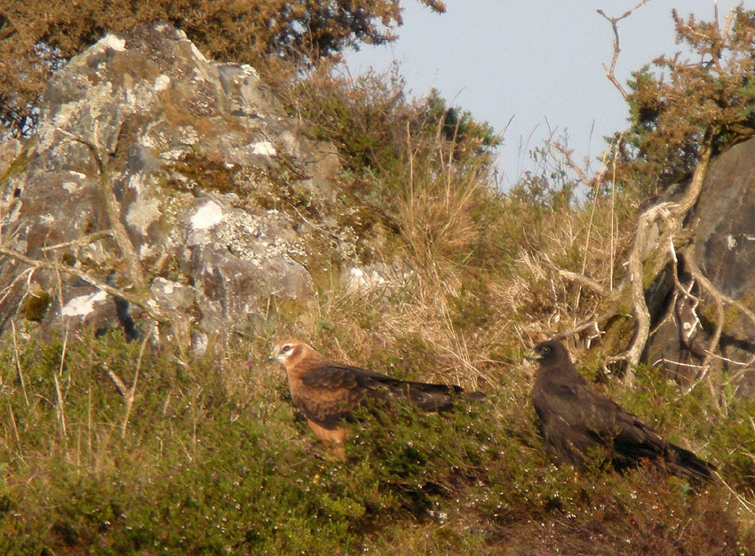 Juvniles (forme "normale" et forme mlanique), Landes du Cragou, Plougonven (Finistre), 14 juillet 2011, photo Franois Sit.