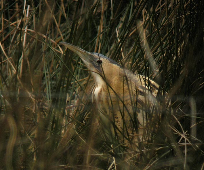 Plounrin (tang du Moulin-Neuf), Ctes d'Armor, 16 janvier 2009, photo Franois Sit.