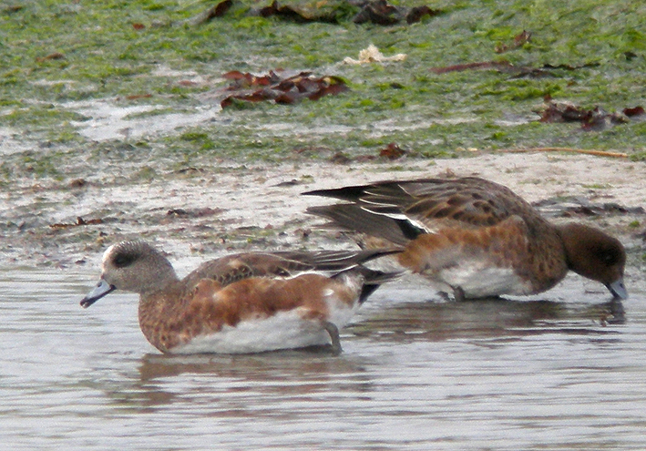 Mle adulte, Goulven (Finistre), 19 octobre 2015, digiscopies : Franois Sit.