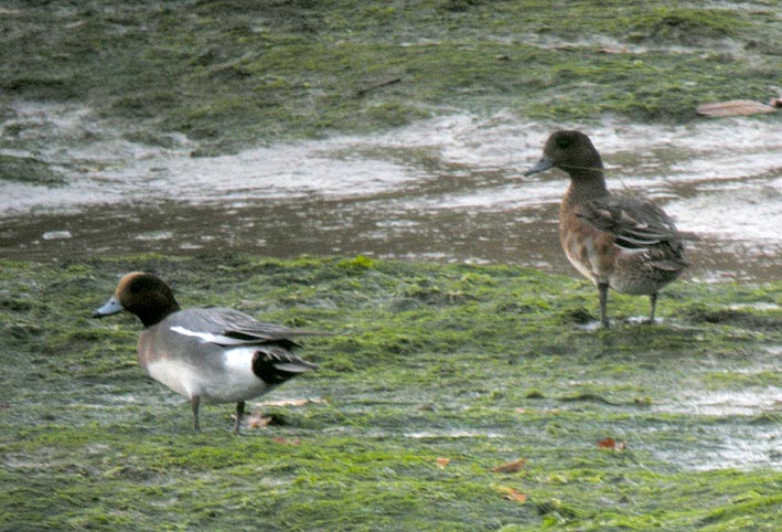 Couple, Toul-an-Hery, Plestin-les-Grves (Ctes-d'Armor), 9 novembre 2008, photo Franois Sit.