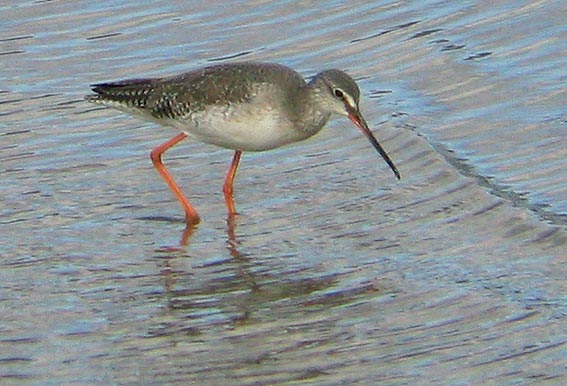 Plumage  internuptial, baie de Goulven (29), octobre 2005. Photo : Franois Sit.