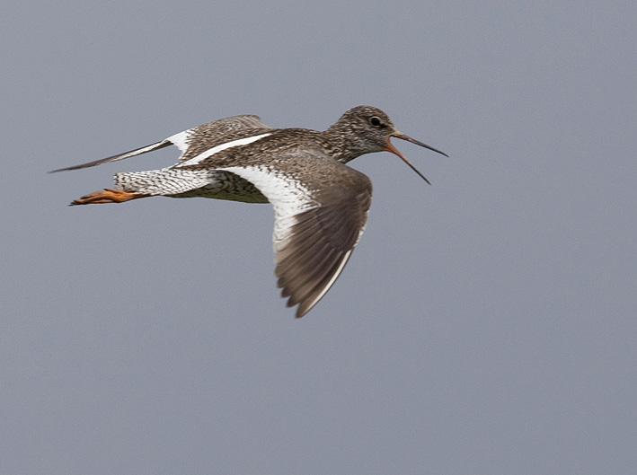 Adulte en plumage nuptial, marais de Lasn (Saint-Armel, Morbihan), 31 mai 2013, photo Jean-Michel Lucas.