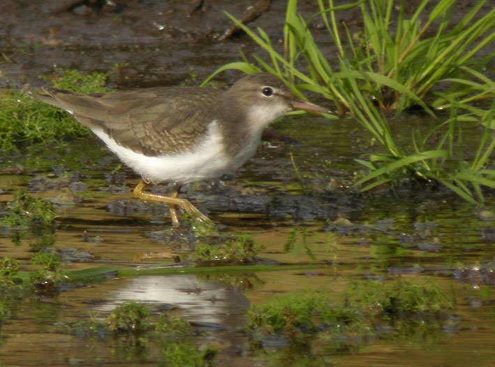 Juvnile, tang de Kerescar, Ploumoguer (Nord-Finistre), 25 novembre 2011, photo Franois Sit.