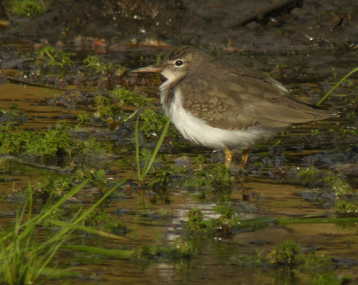 Juvnile, tang de Kerescar, Ploumoguer (Nord-Finistre), 25 novembre 2011, photo Franois Sit.