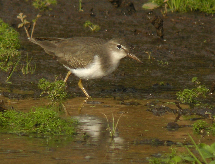 Juvnile, tang de Kerescar, Ploumoguer (Nord-Finistre), 25 novembre 2011, photo Franois Sit.