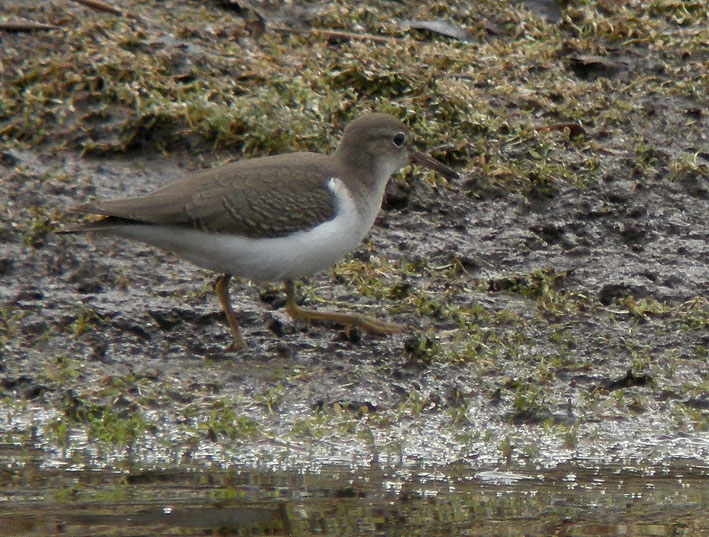 Juvnile, tang de Kerescar, Ploumoguer (Nord-Finistre), 24 septembre 2011, photo Franois Sit.