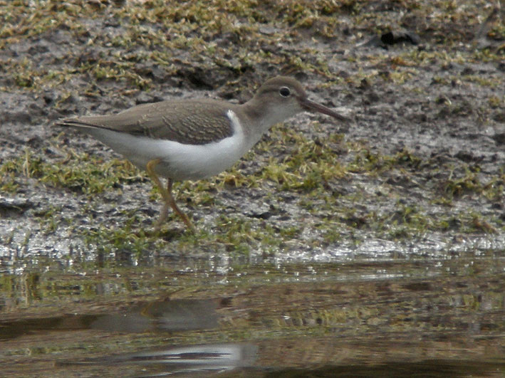 Juvnile, tang de Kerescar, Ploumoguer (Nord-Finistre), 24 septembre 2011, photo Franois Sit.