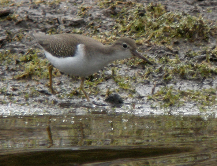 Juvnile, tang de Kerescar, Ploumoguer (Nord-Finistre), 24 septembre 2011, photo Franois Sit.