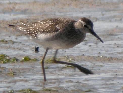 Baie de Goulven (Finistre), 23 aot 2009, photo Franois Sit.