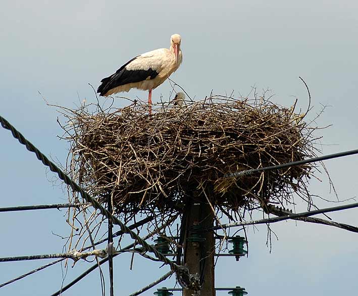 Nid sur un poteau lectrique, Saint-Viaud (44), 19 mai 2008, photo Jean-Michel Lucas.