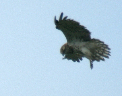 Vol stationnaire, Venec (hors rserve naturelle), Monts d'Arre (29), 29 juin 2008, photo Franois Sit.