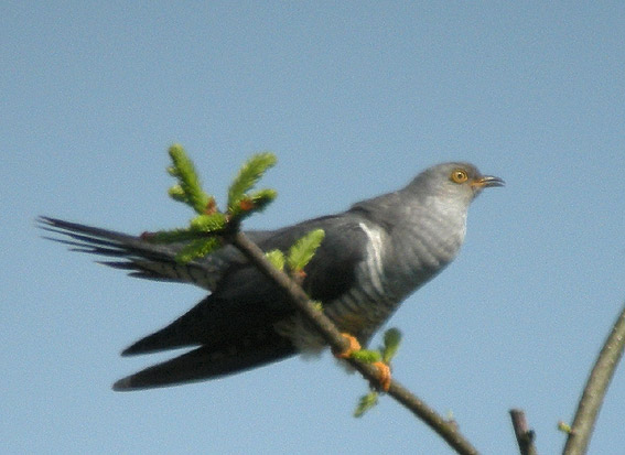 Mle chantant, Cragou, Plougonven (29), 13 mai 2008, photo Franois Sit.