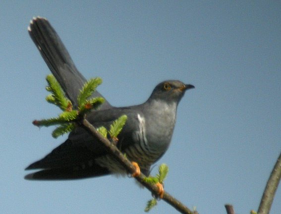 Mle, Cragou, Plougonven (29), 13 mai 2008, photo Franois Sit.