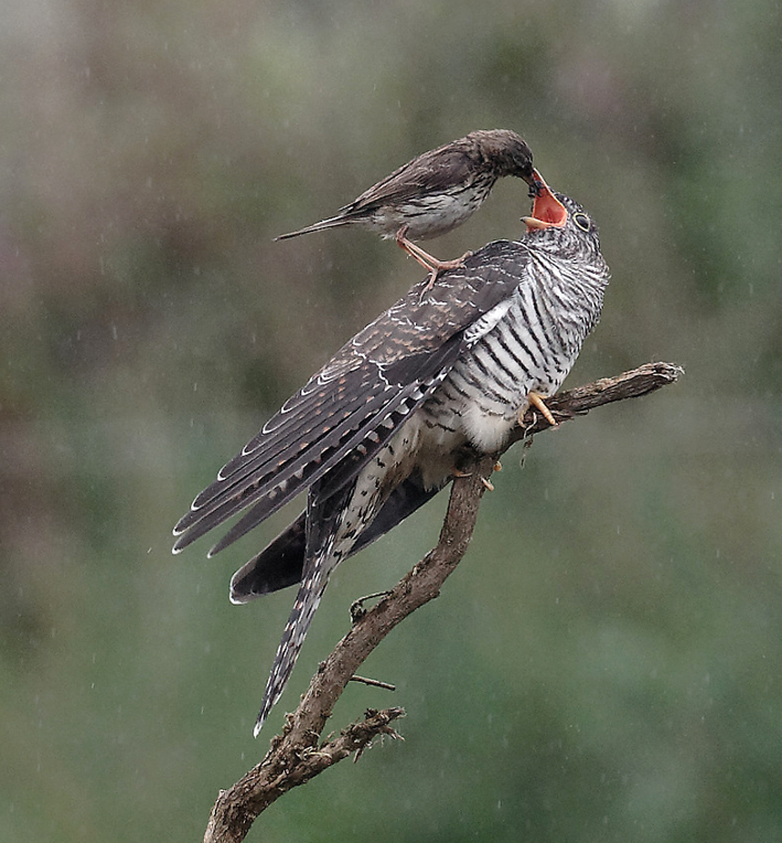 Jeune Coucou gris nourri par un Pipit farlouse ; landes du Cragou, Le Clotre-Saint-Thgonnec (29), 19 juillet 2019, photo : Jean-Michel Lucas.