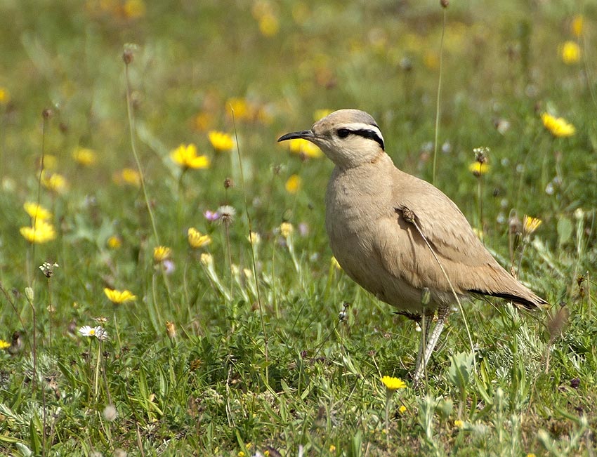 Adulte, dunes de Lampaul-Ploudalmzeau et de Saint-Pabu, Finistre-Nord, 30 juin 2012, photo Jean-Michel Lucas.