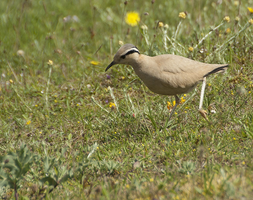 Adulte, dunes de Lampaul-Ploudalmzeau et de Saint-Pabu, Finistre-Nord, 30 juin 2012, photo Jean-Michel Lucas.