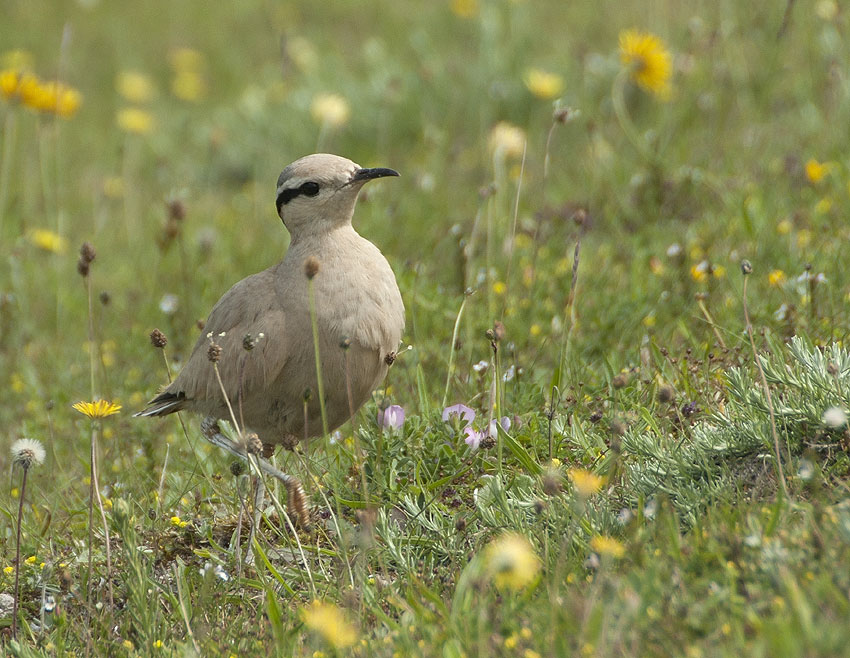 Adulte, dunes de Lampaul-Ploudalmzeau et de Saint-Pabu, Finistre-Nord, 30 juin 2012, photo Jean-Michel Lucas.