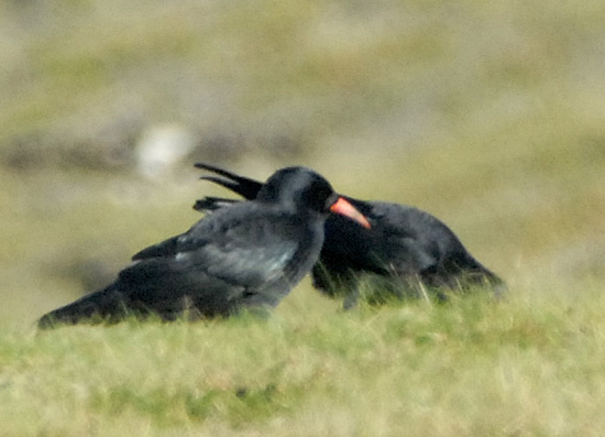 Couple, Ouessant (Finistre), octobre 2006, photo Jean-Michel Lucas.