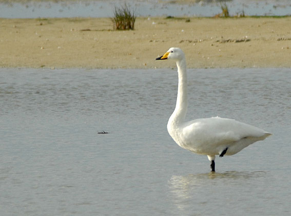 Baie du Kernic, Plounvez-Lochrist (Finistre), 12 novembre 2007, photo Jean-Michel Lucas.