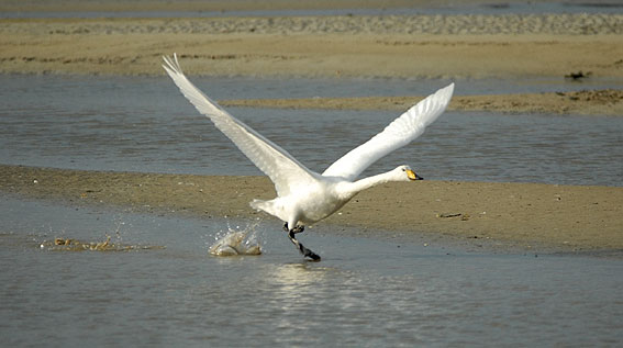 Baie du Kernic, Plounvez-Lochrist (Finistre), 12 novembre 2007, photo Jean-Michel Lucas.