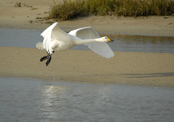 Baie du Kernic, Plounvez-Lochrist (Finistre), 12 novembre 2007, photo Jean-Michel Lucas.