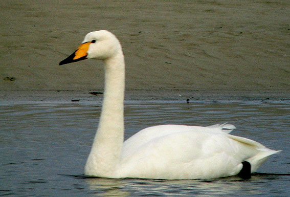 Baie du Kernic, Plounvez-Lochrist (Finistre), 12 novembre 2007, photo Franois Sit.