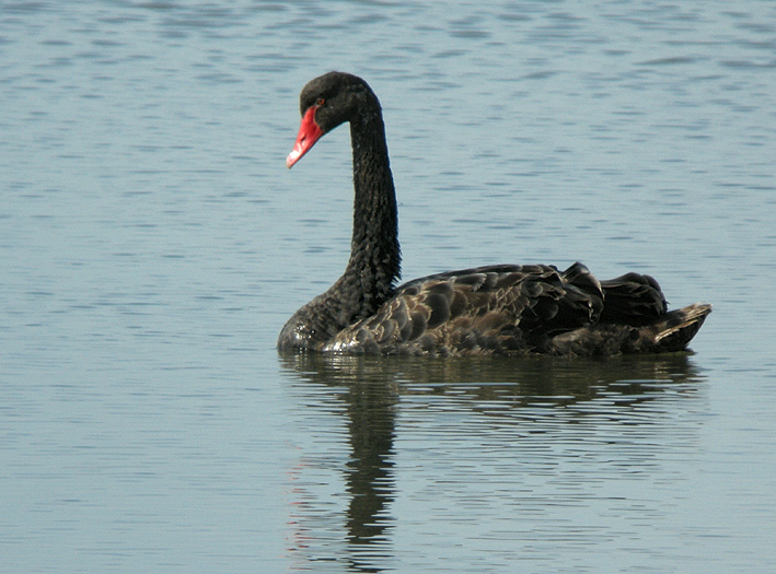 Adulte, Morbihan, 17 septembre 2014, photo Franois Sit.