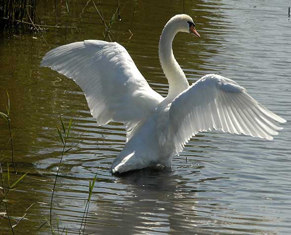 Etang de Goulven (Finistre), juillet 2006, photo Jean-Michel Lucas.