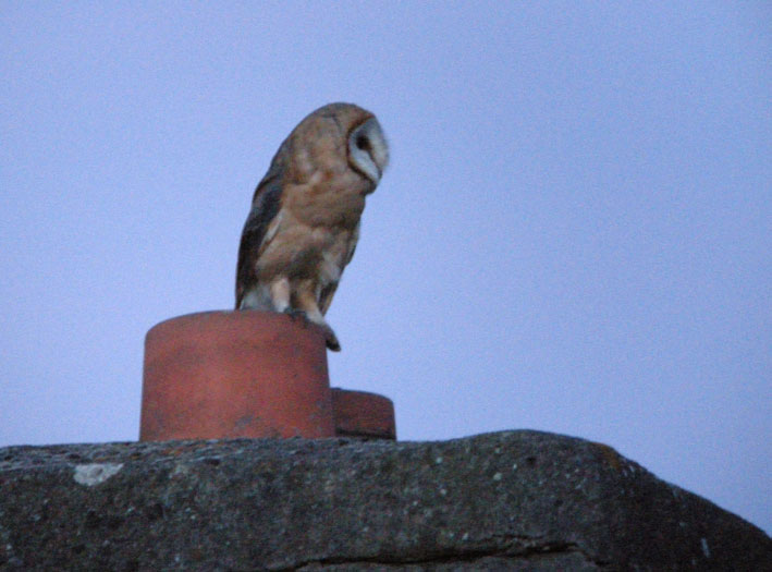 Juvnile (phase rousse), Kergreis, Plougonven (Finistre), 21 juillet 2012 (22h45), photo Franois Sit.